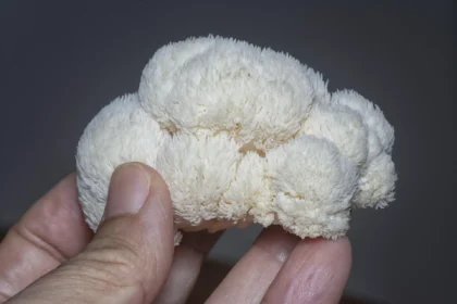 Lion’s Mane