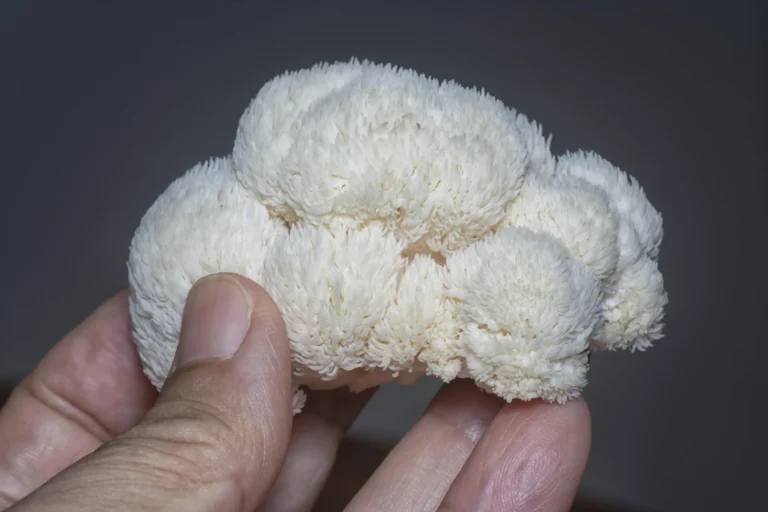 Lion’s Mane