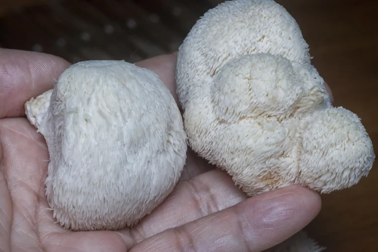 Hericium erinaceus