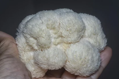 Hericium erinaceus
