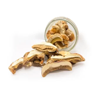 Borowik szlachetny (Boletus edulis)