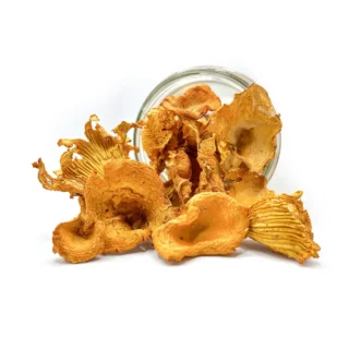 Pieprznik jadalny (Cantharellus cibarius)