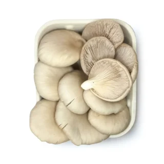 Boczniak ostrygowaty (Pleurotus ostreatus)