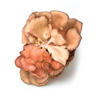 Boczniak Różowy (Pleurotus djamor)