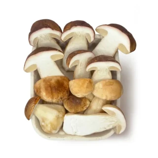 Borowik szlachetny (Boletus edulis)
