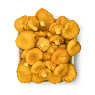 Pieprznik jadalny (Cantharellus cibarius)
